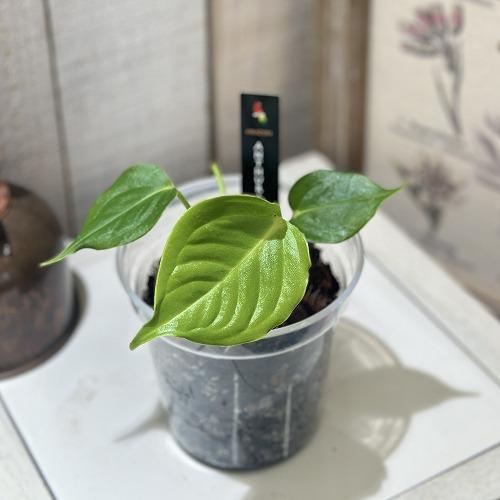 観葉植物 アンスリウム ベイチー(Veitchii) 3.5号透明鉢(個体おまかせ1