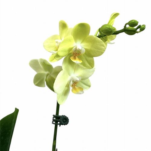 訳あり　胡蝶蘭　ファレノプシス(ミディー) 1F Kityou 4号陶器鉢(個体おまかせ1鉢)　インテリアグリーン 室内園芸 おしゃれ 可愛い かわいい | 