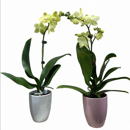 訳あり　胡蝶蘭　ファレノプシス(ミディー) 1F Kityou 4号陶器鉢(個体おまかせ1鉢)　インテリアグリーン 室内園芸 おしゃれ 可愛い かわいい |  | 01