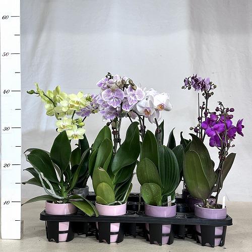 訳あり　胡蝶蘭　ファレノプシス(ミディー) 1F Kityou 4号陶器鉢(個体おまかせ1鉢)　インテリアグリーン 室内園芸 おしゃれ 可愛い かわいい |  | 02