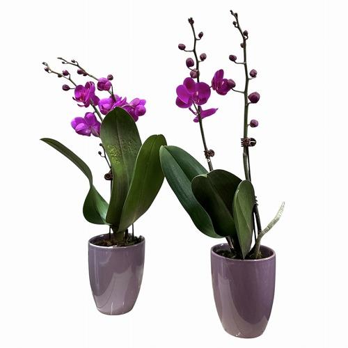 訳あり　胡蝶蘭　ファレノプシス(ミディー) 1F Mantenko 4号陶器鉢(個体おまかせ1鉢)　インテリアグリーン 室内園芸 おしゃれ 可愛い かわいい |  | 01