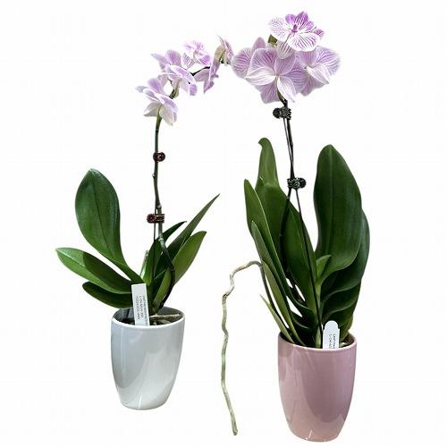 訳あり　胡蝶蘭　ファレノプシス(ミディー) 1F Hanatome 4号陶器鉢(個体おまかせ1鉢)　インテリアグリーン 室内園芸 おしゃれ 可愛い かわいい |  | 01