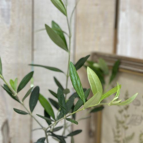 庭木 苗　おまけの肥料付き! オリーブ フランティオ 3.5号ポット(個体おまかせ1鉢)　インテリアグリーン 室内園芸 おしゃれ 可愛い かわいい |  | 01