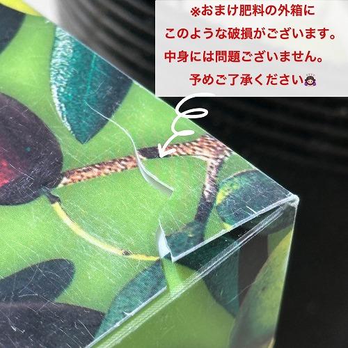 庭木 苗　おまけの肥料付き! オリーブ フランティオ 3.5号ポット(個体おまかせ1鉢)　インテリアグリーン 室内園芸 おしゃれ 可愛い かわいい |  | 02