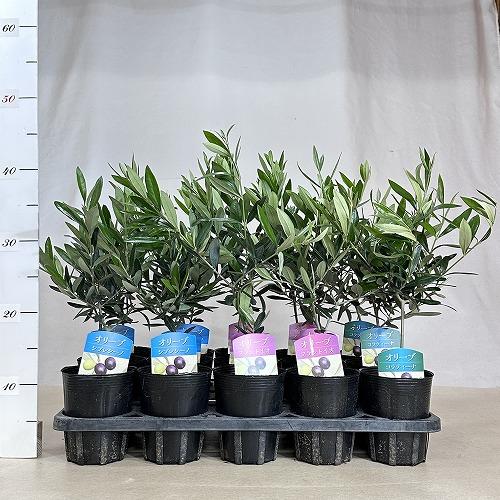 庭木 苗　おまけの肥料付き! オリーブ フランティオ 3.5号ポット(個体おまかせ1鉢)　インテリアグリーン 室内園芸 おしゃれ 可愛い かわいい |  | 03