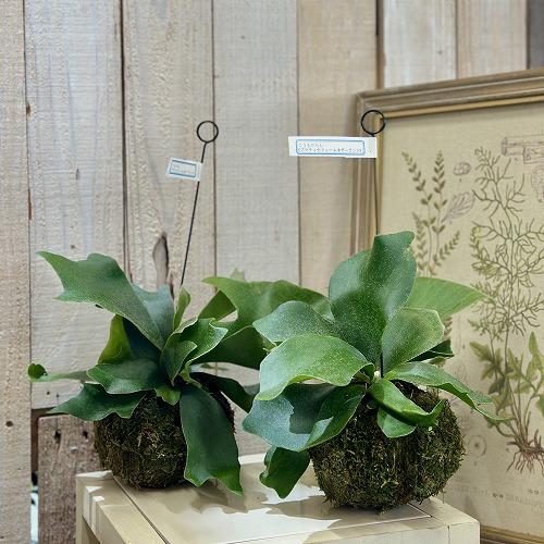 観葉植物 コウモリラン(ビカクシダ) ネザーランド 苔玉吊り(個体
