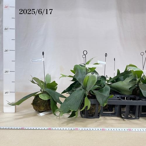 観葉植物 コウモリラン(ビカクシダ) ネザーランド 苔玉吊り(個体