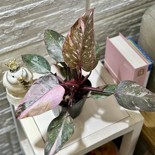 葉傷みあり】フィロデンドロン ピンクプリンセスギャラクシー 3.5号