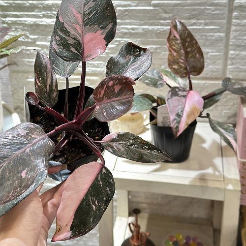 フィロデンドロン ピンク ギャラクシー 希少 親株 葉 大きめ♥ フィロデンドロン ピンクプリンセス ギャラクシー【1045