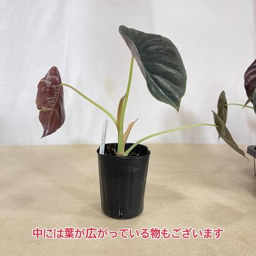 葉傷みあり】アロカシア クプレアブラック 3号ロングポット(個体