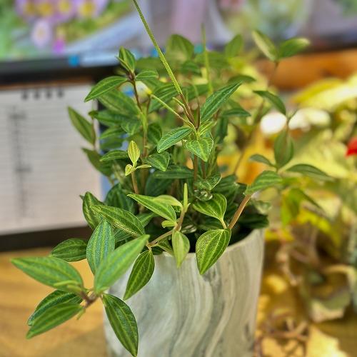 観葉植物 ペペロミア ラグラス 3号苗ビニールポット(個体おまかせ1鉢