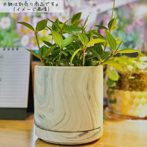 観葉植物 ペペロミア ラグラス 3号苗ビニールポット(個体おまかせ1鉢
