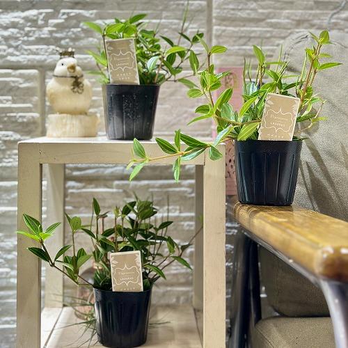 観葉植物 ペペロミア ラグラス 3号苗ビニールポット(個体おまかせ1鉢