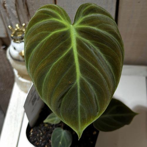 フィロデンドロン エルチョコレッド 3.5号ポット(個体おまかせ1鉢)　インテリアグリーン 室内園芸 おしゃれ 可愛い かわいい | 