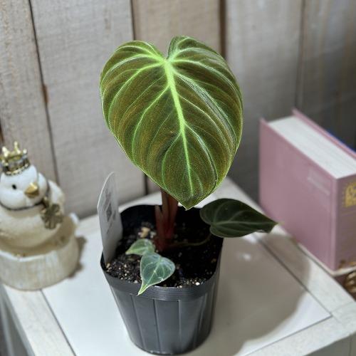 フィロデンドロン エルチョコレッド 3.5号ポット(個体おまかせ1鉢)　インテリアグリーン 室内園芸 おしゃれ 可愛い かわいい |  | 01