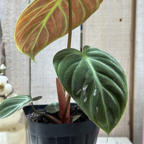 フィロデンドロン エルチョコレッド 3.5号ポット(個体おまかせ1鉢)　インテリアグリーン 室内園芸 おしゃれ 可愛い かわいい |  | 02