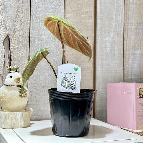 フィロデンドロン エルチョコレッド 3.5号ポット(個体おまかせ1鉢)　インテリアグリーン 室内園芸 おしゃれ 可愛い かわいい |  | 03