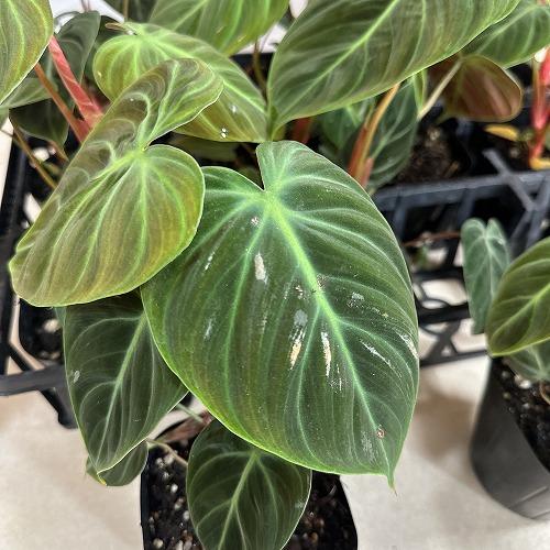 フィロデンドロン エルチョコレッド 3.5号ポット(個体おまかせ1鉢)　インテリアグリーン 室内園芸 おしゃれ 可愛い かわいい |  | 04