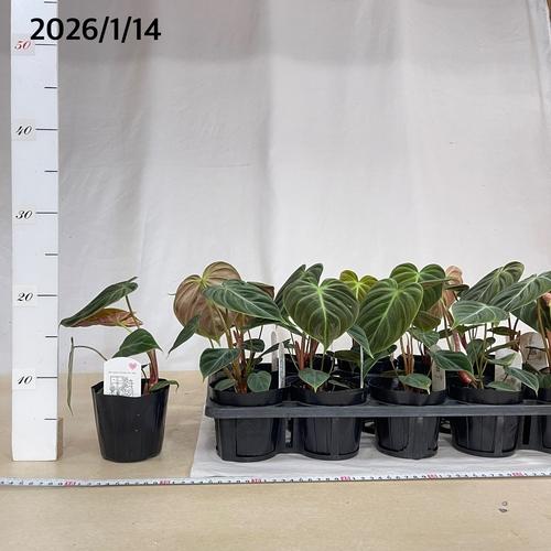 フィロデンドロン エルチョコレッド 3.5号ポット(個体おまかせ1鉢)　インテリアグリーン 室内園芸 おしゃれ 可愛い かわいい |  | 05