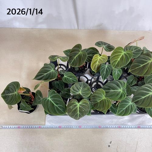 フィロデンドロン エルチョコレッド 3.5号ポット(個体おまかせ1鉢)　インテリアグリーン 室内園芸 おしゃれ 可愛い かわいい |  | 06