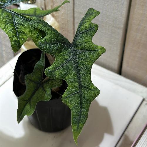 観葉植物　アロカシア ジャックリン 3.5号ポット(個体おまかせ1鉢)　インテリアグリーン 室内園芸 おしゃれ 可愛い かわいい |  | 02