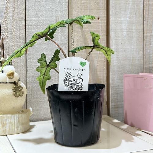 観葉植物　アロカシア ジャックリン 3.5号ポット(個体おまかせ1鉢)　インテリアグリーン 室内園芸 おしゃれ 可愛い かわいい |  | 01