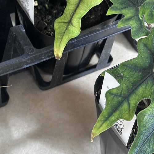 観葉植物　アロカシア ジャックリン 3.5号ポット(個体おまかせ1鉢)　インテリアグリーン 室内園芸 おしゃれ 可愛い かわいい |  | 03