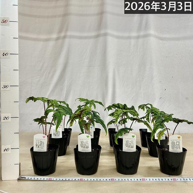 人気　アロカシア ジャクリン 3.5号ポット(個体おまかせ1鉢)　観葉植物 インテリアグリーン 室内園芸 おしゃれ 可愛い かわいい ジャックリン |  | 04