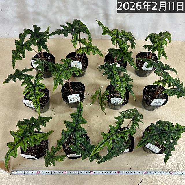 観葉植物　アロカシア ジャックリン 3.5号ポット(個体おまかせ1鉢)　インテリアグリーン 室内園芸 おしゃれ 可愛い かわいい |  | 05
