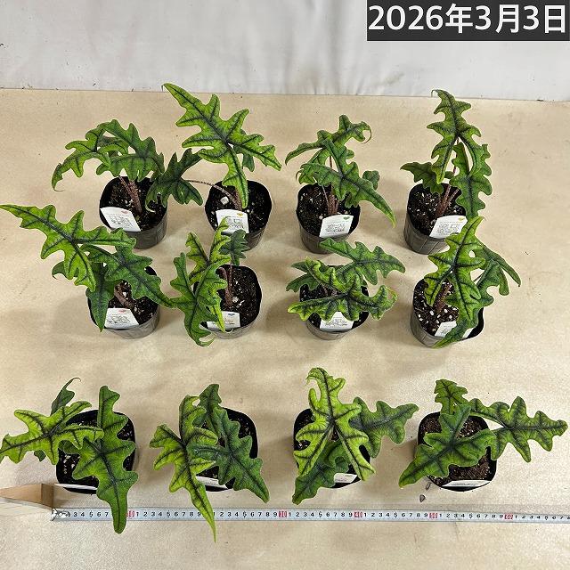 人気　アロカシア ジャクリン 3.5号ポット(個体おまかせ1鉢)　観葉植物 インテリアグリーン 室内園芸 おしゃれ 可愛い かわいい ジャックリン |  | 05