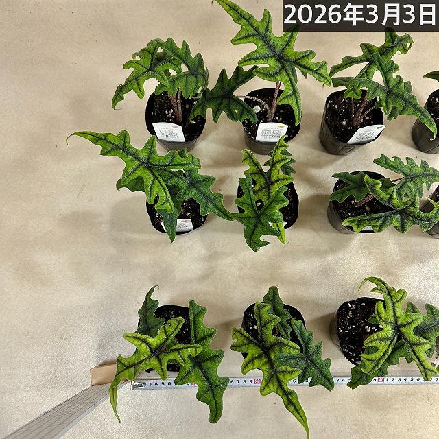 人気　アロカシア ジャクリン 3.5号ポット(個体おまかせ1鉢)　観葉植物 インテリアグリーン 室内園芸 おしゃれ 可愛い かわいい ジャックリン |  | 06