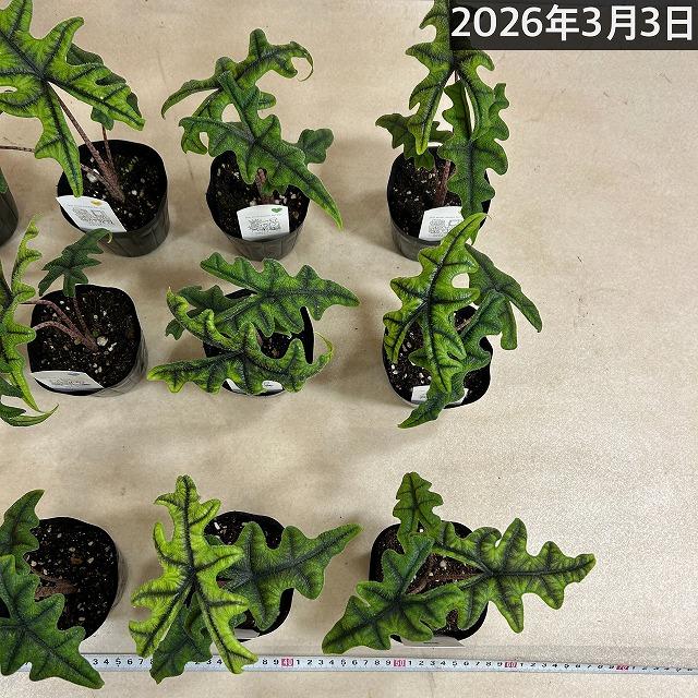 人気　アロカシア ジャクリン 3.5号ポット(個体おまかせ1鉢)　観葉植物 インテリアグリーン 室内園芸 おしゃれ 可愛い かわいい ジャックリン |  | 07