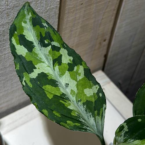 アグラオネマ ピクタム トリコロール ワイド  2.5号透明ポット(個体おまかせ1鉢)　観葉植物 インテリアグリーン 室内園芸 おしゃれ 可愛い かわいい | 