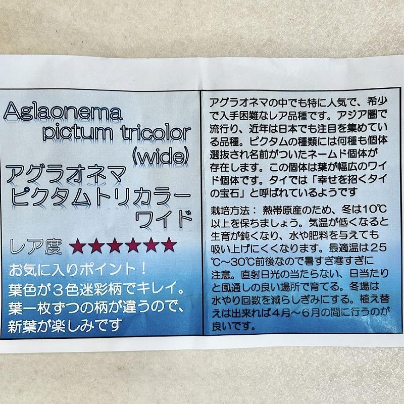 アグラオネマ ピクタム トリコロール ワイド  2.5号透明ポット(個体おまかせ1鉢)　観葉植物 インテリアグリーン 室内園芸 おしゃれ 可愛い かわいい |  | 06