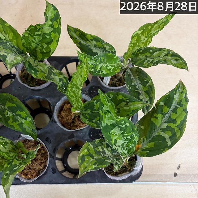 アグラオネマ ピクタム トリカラーワイド(広葉フォーム)  2.5号透明ポット(個体おまかせ1鉢)　トリコロールワイド 観葉植物 インテリアグリーン 室内 おしゃれ |  | 10