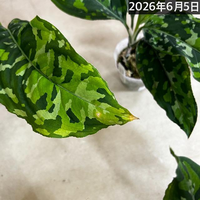 アグラオネマ ピクタム トリカラーワイド(広葉フォーム) 2.5号透明