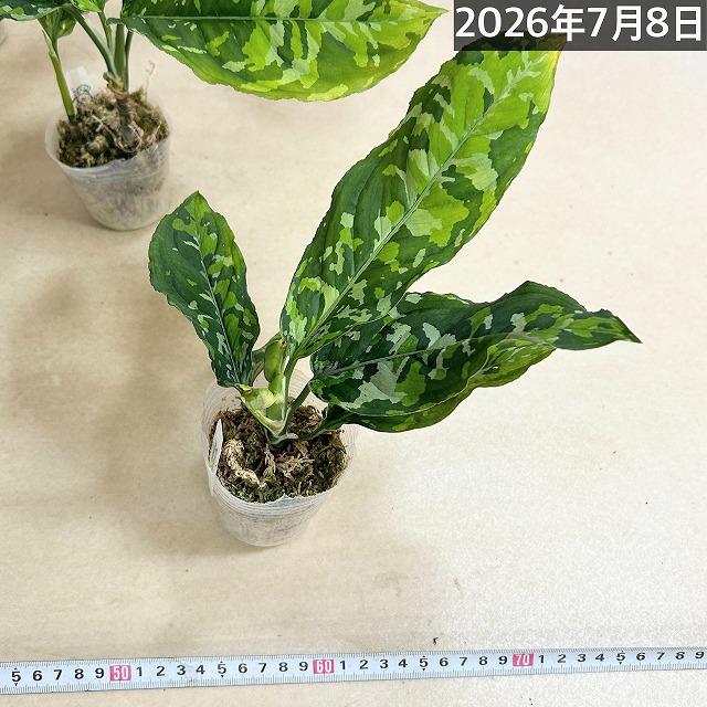 アグラオネマ ピクタム トリカラーワイド(広葉フォーム) 2.5号透明 
