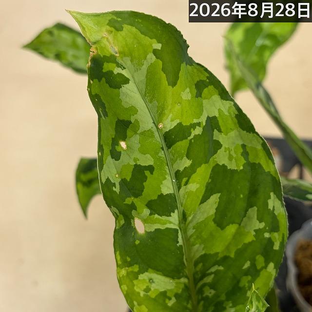 アグラオネマ ピクタム トリカラーワイド(広葉フォーム)  2.5号透明ポット(個体おまかせ1鉢)　トリコロールワイド 観葉植物 インテリアグリーン 室内 おしゃれ |  | 11
