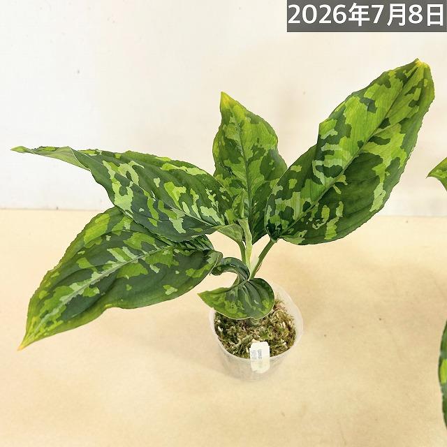 アグラオネマ ピクタム トリカラーワイド(広葉フォーム) 2.5号透明