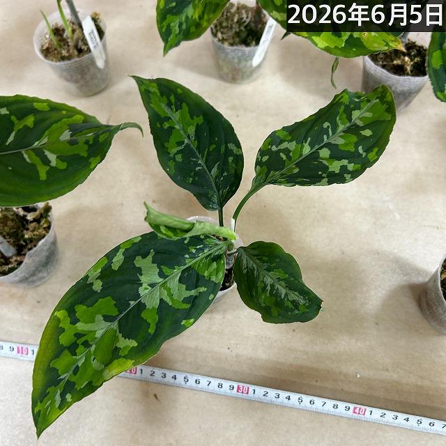 アグラオネマ ピクタム トリカラーワイド(広葉フォーム) 2.5号透明