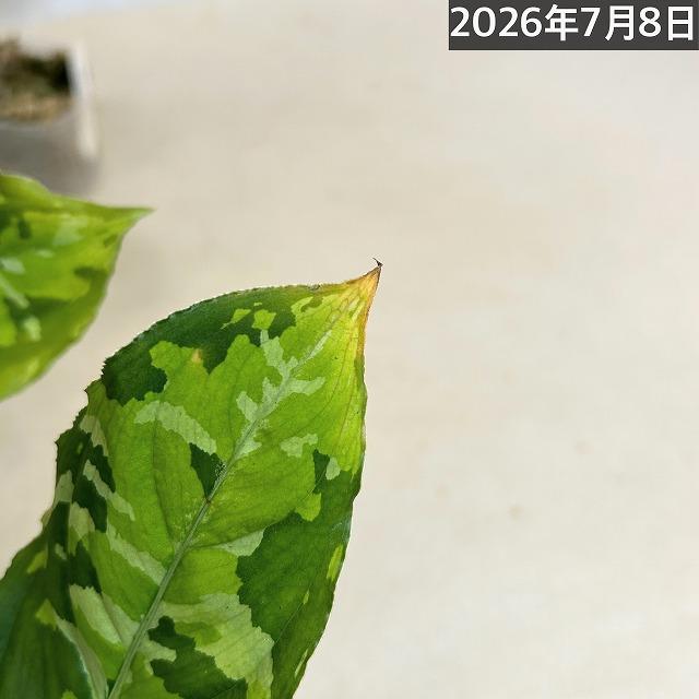 アグラオネマ ピクタム トリカラーワイド(広葉フォーム) 2.5号透明