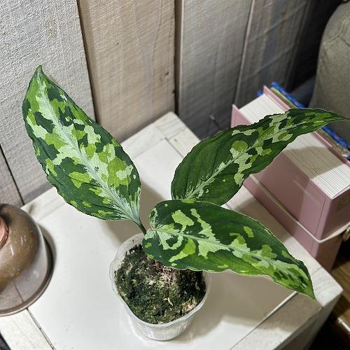 アグラオネマ ピクタム トリコロール ワイド  2.5号透明ポット(個体おまかせ1鉢)　観葉植物 インテリアグリーン 室内園芸 おしゃれ 可愛い かわいい |  | 01