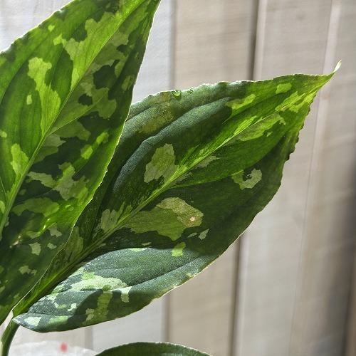 アグラオネマ ピクタム トリコロール ワイド  2.5号透明ポット(個体おまかせ1鉢)　観葉植物 インテリアグリーン 室内園芸 おしゃれ 可愛い かわいい |  | 03