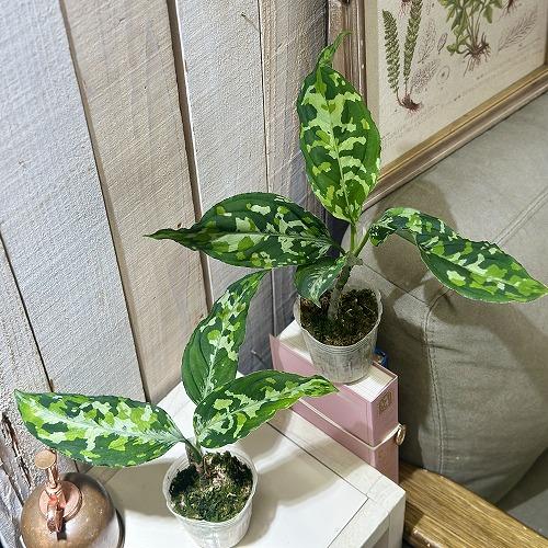 アグラオネマ ピクタム トリコロール ワイド  2.5号透明ポット(個体おまかせ1鉢)　観葉植物 インテリアグリーン 室内園芸 おしゃれ 可愛い かわいい |  | 05