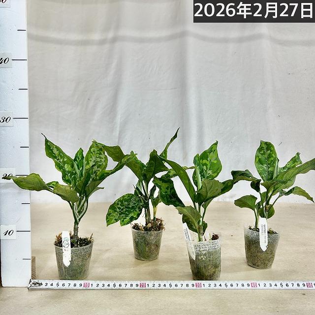 アグラオネマ ピクタム トリコロール ワイド  2.5号透明ポット(個体おまかせ1鉢)　観葉植物 インテリアグリーン 室内園芸 おしゃれ 可愛い かわいい |  | 07