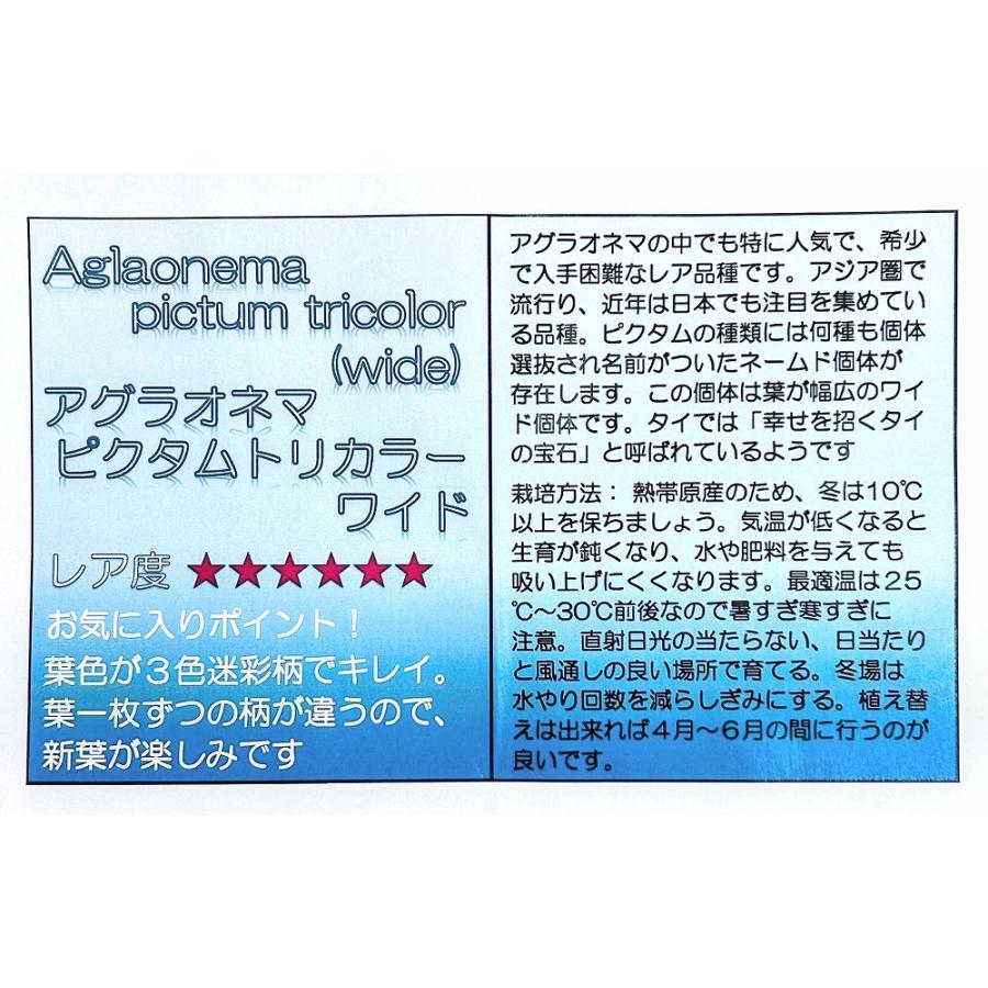 アグラオネマ ピクタム トリカラーワイド(広葉フォーム)  2.5号透明ポット(個体おまかせ1鉢)　トリコロールワイド 観葉植物 インテリアグリーン 室内 おしゃれ |  | 06