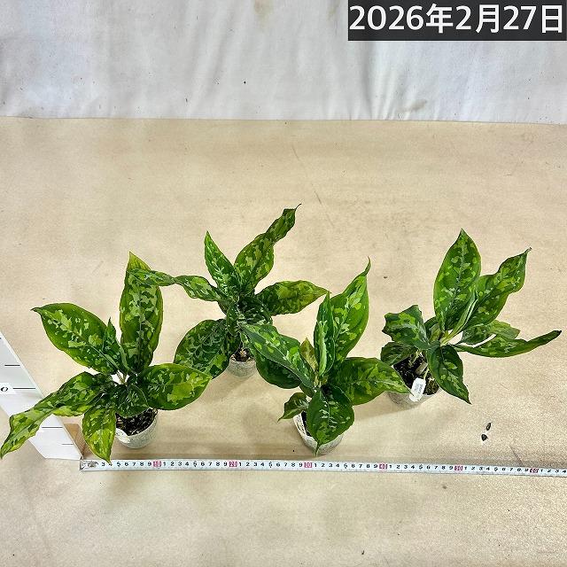 アグラオネマ ピクタム トリコロール ワイド  2.5号透明ポット(個体おまかせ1鉢)　観葉植物 インテリアグリーン 室内園芸 おしゃれ 可愛い かわいい |  | 08