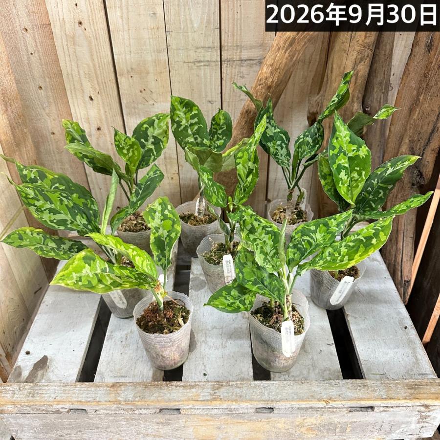 アグラオネマ ピクタム トリカラーワイド(広葉フォーム) 2.5号透明