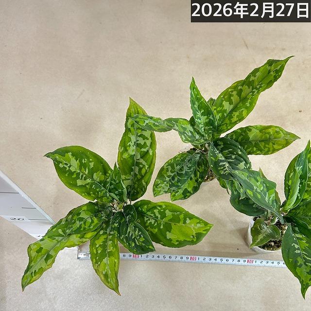 アグラオネマ ピクタム トリコロール ワイド  2.5号透明ポット(個体おまかせ1鉢)　観葉植物 インテリアグリーン 室内園芸 おしゃれ 可愛い かわいい |  | 09