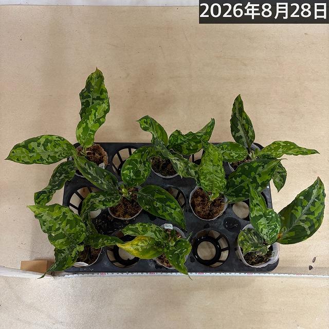 アグラオネマ ピクタム トリカラーワイド(広葉フォーム)  2.5号透明ポット(個体おまかせ1鉢)　トリコロールワイド 観葉植物 インテリアグリーン 室内 おしゃれ |  | 08